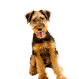 Airedale Terrier