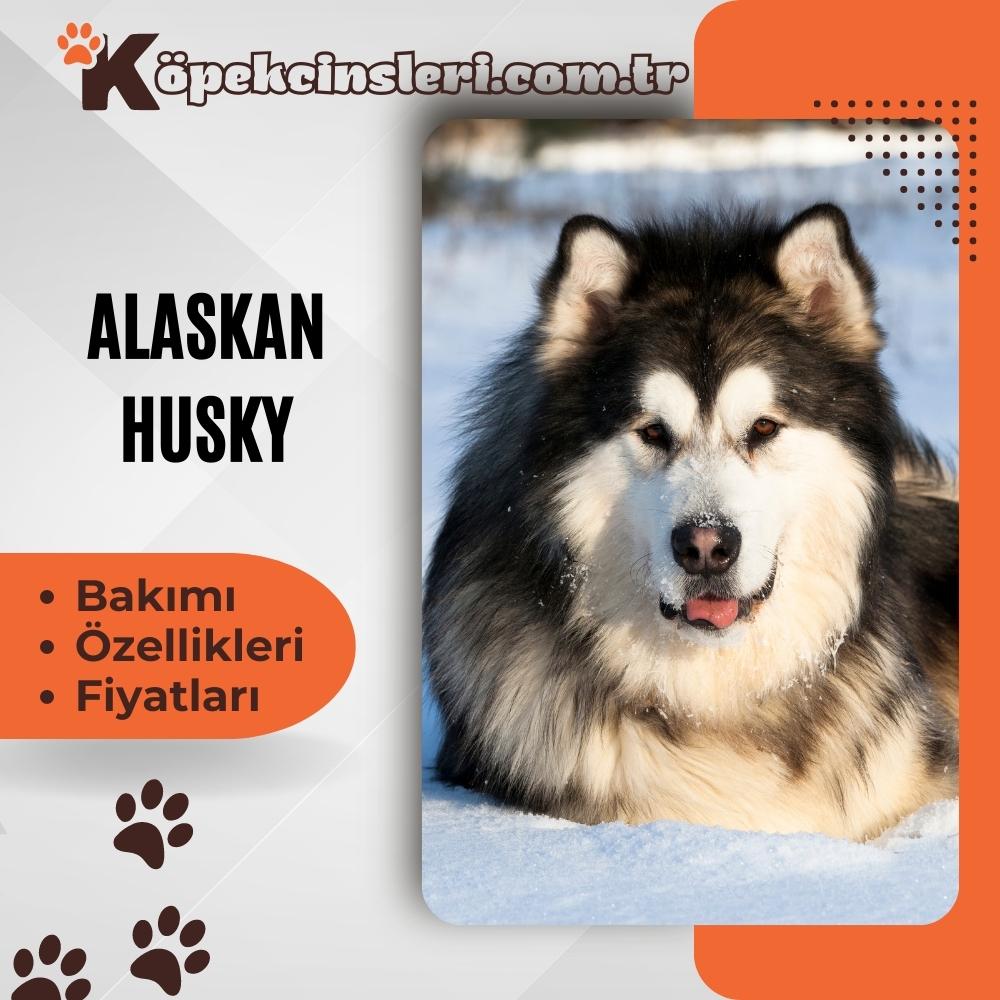 Alaska Haskisi
