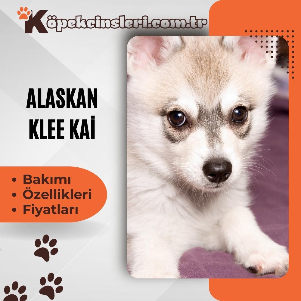 Alaska Klee Kai