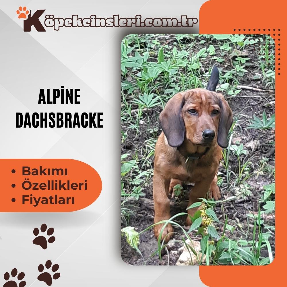 Alpine Dachsbracke