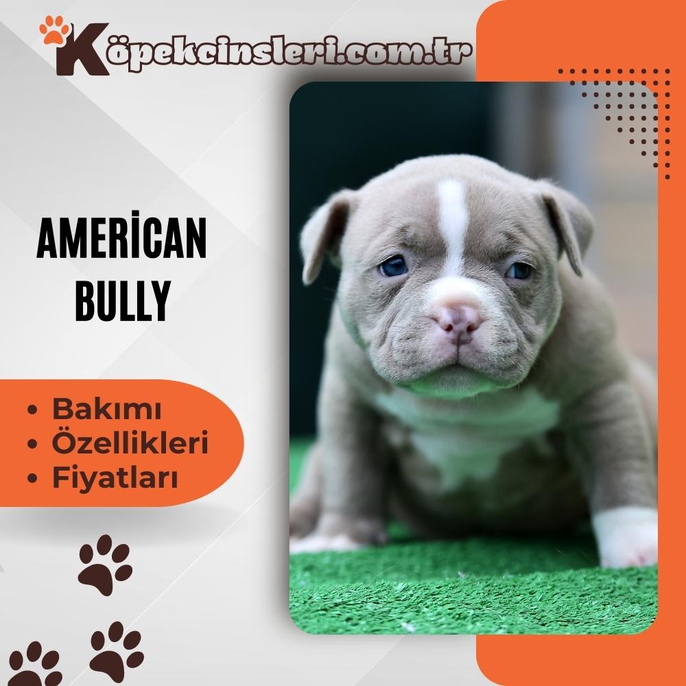 American Bully