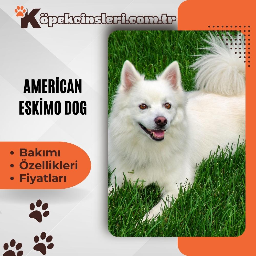 Amerikan Eskimo Köpeği