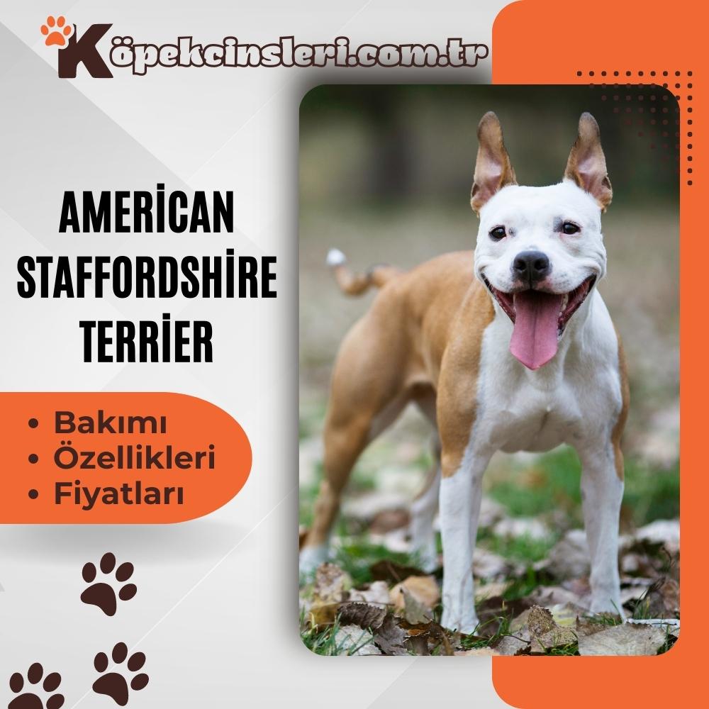 Amerikan Staffordshire Teriyeri