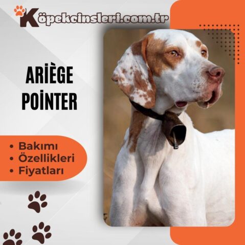Ariege Pointer Özellikleri, Bakımı ve Fiyatları