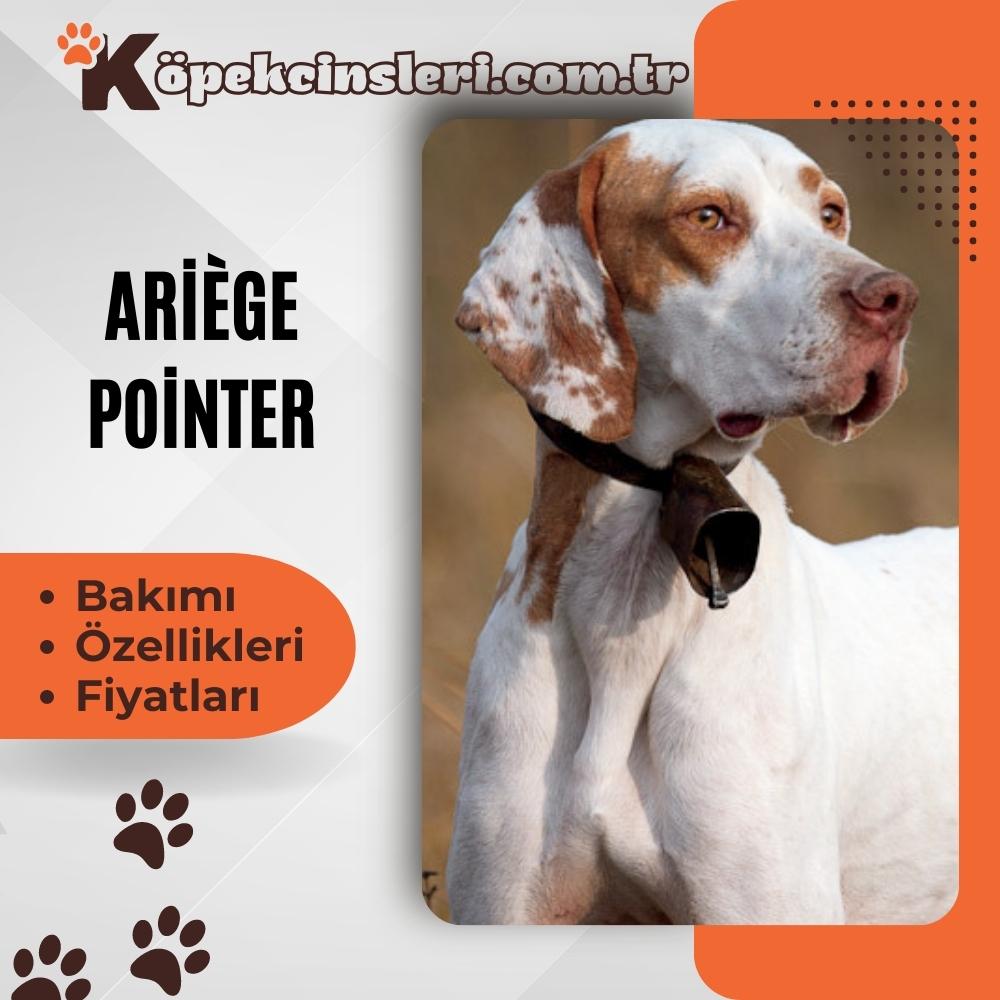 Ariege Pointer