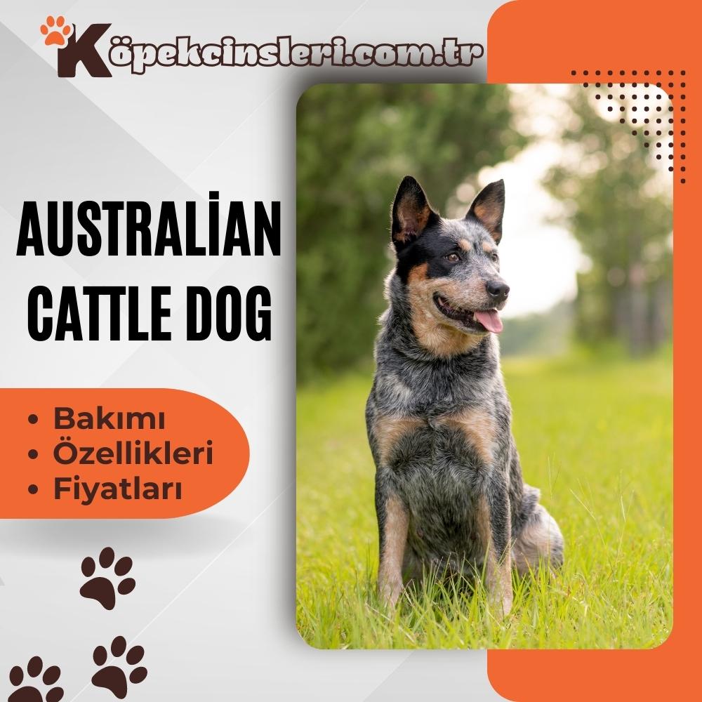 Australian Cattle Dog