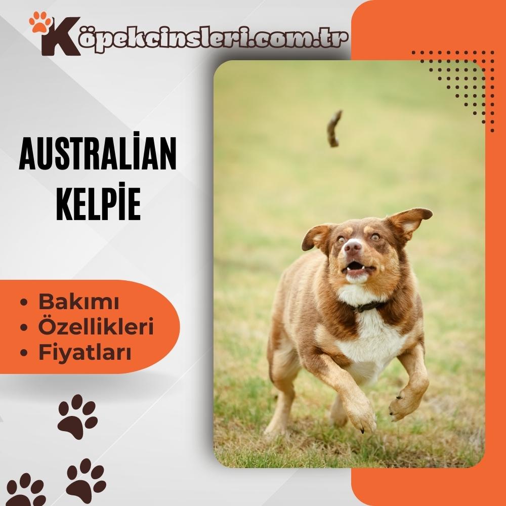 Avustralya Kelpie