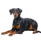 Austrian Pinscher