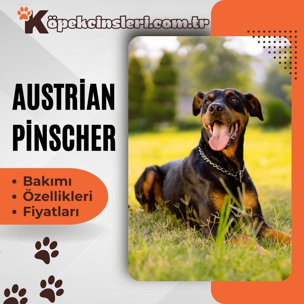 Austrian Pinscher