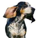 Basset Bleu De Gascogne