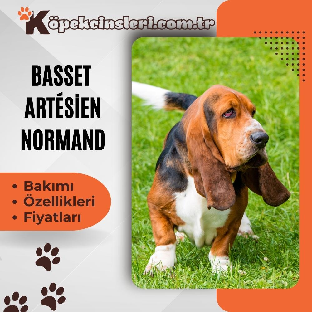 Basset Artesien Normand 