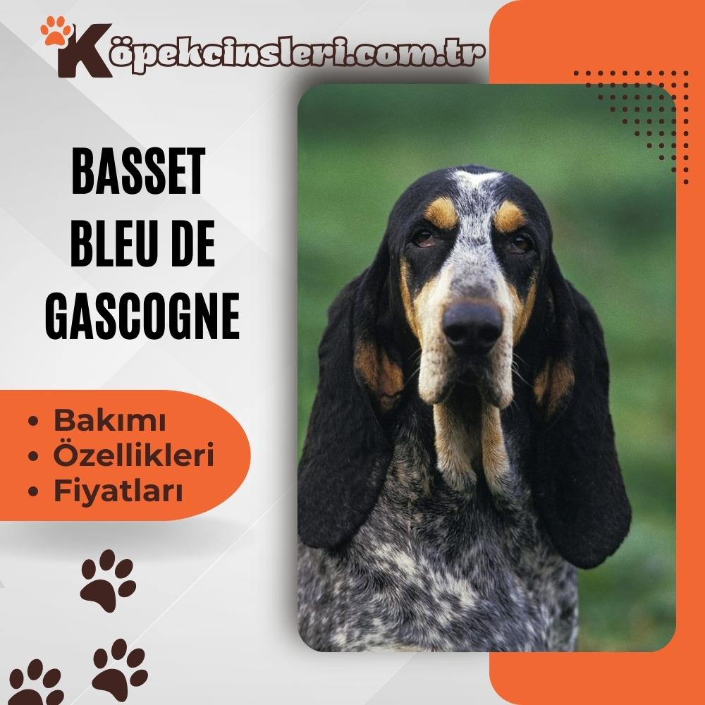 Basset Bleu De Gascogne 