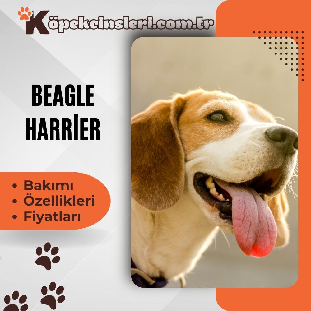 Beagle Harrier 