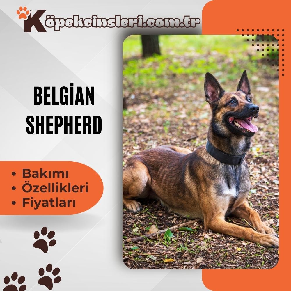 Belçika Çoban Köpeği