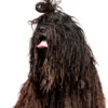 Bergamasco Shepherd