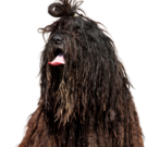 Bergamasco Shepherd