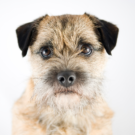 Border Terrier