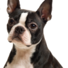 Boston Terrier