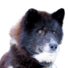 Canadian Eskimo Dog