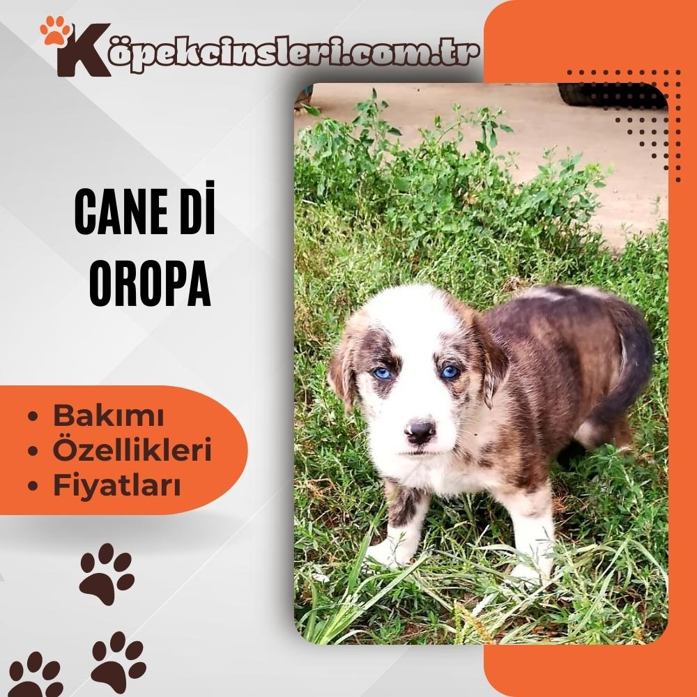 Cane di Oropa