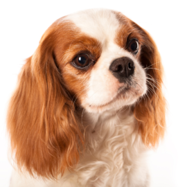 Cavalier King Charles Spaniel