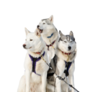 Chukotka Sled Dog