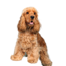 English Cocker Spaniel