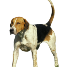 English Foxhound