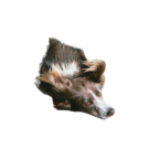 Faroe Çoban Köpeği