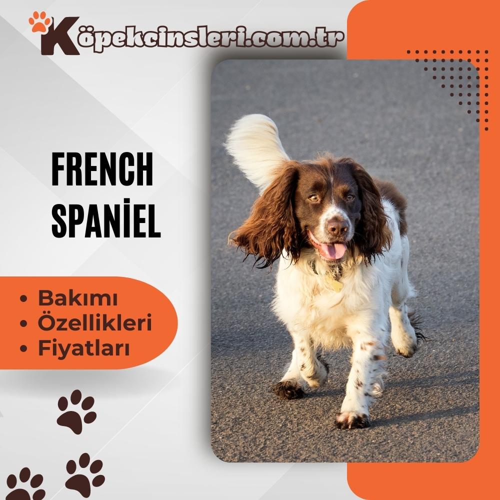 French Spaniel
