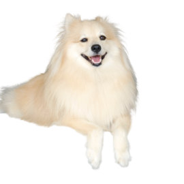 German Spitz