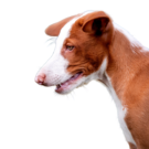 Ibizan Hound