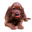 Irish Setter