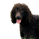 Irish Water Spaniel