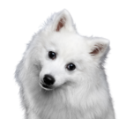 Japanese Spitz