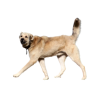 Kangal Köpeği