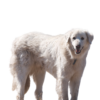 Kars Çoban Köpeği
