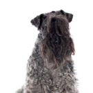 Kerry Blue Terrier