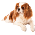 King Charles Spaniel