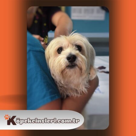 Köpeklerde Epilepsi