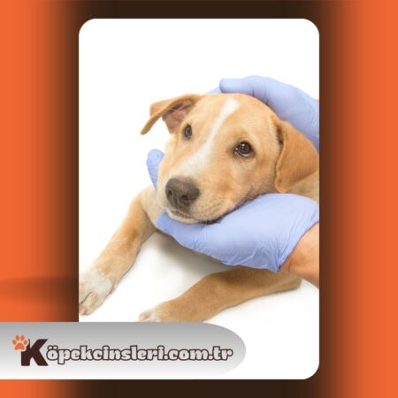 Köpeklerde Genç Hastalığı İyileşir mi?