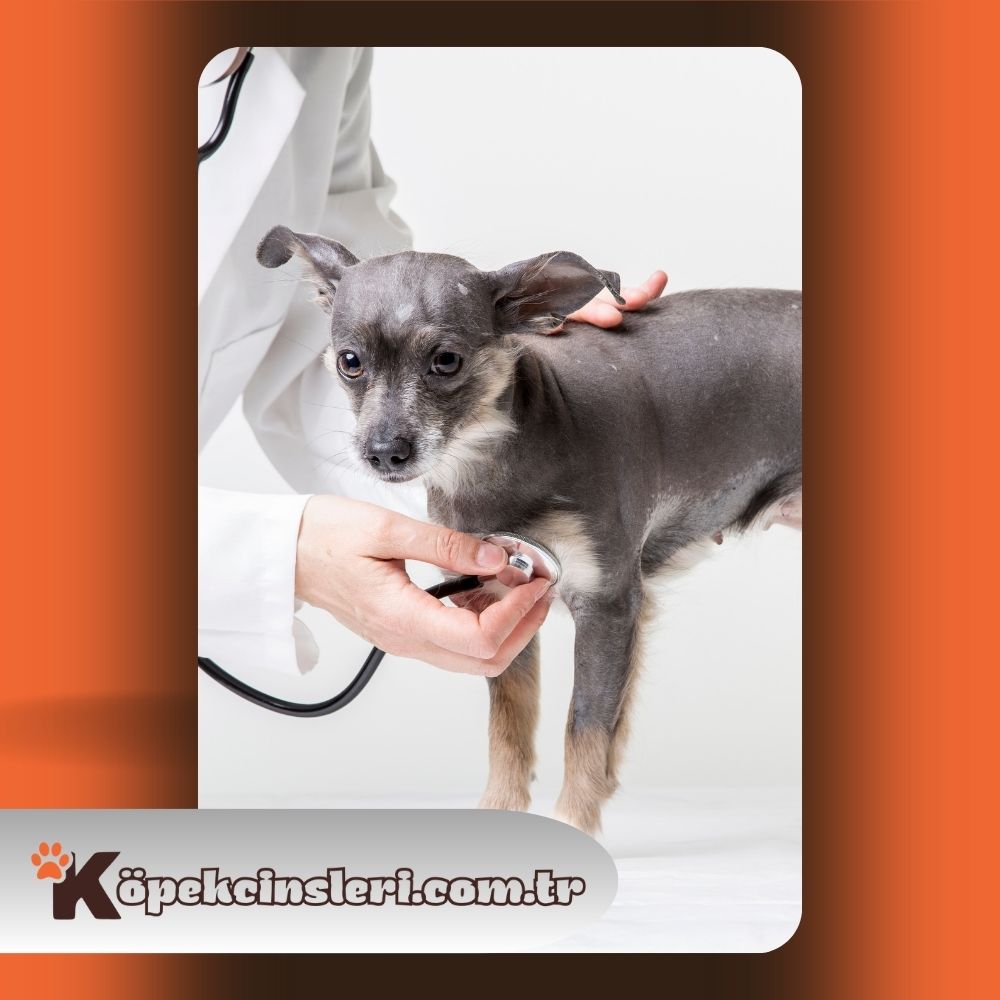 Köpeklerde Genç Hastalığı İyileşir mi