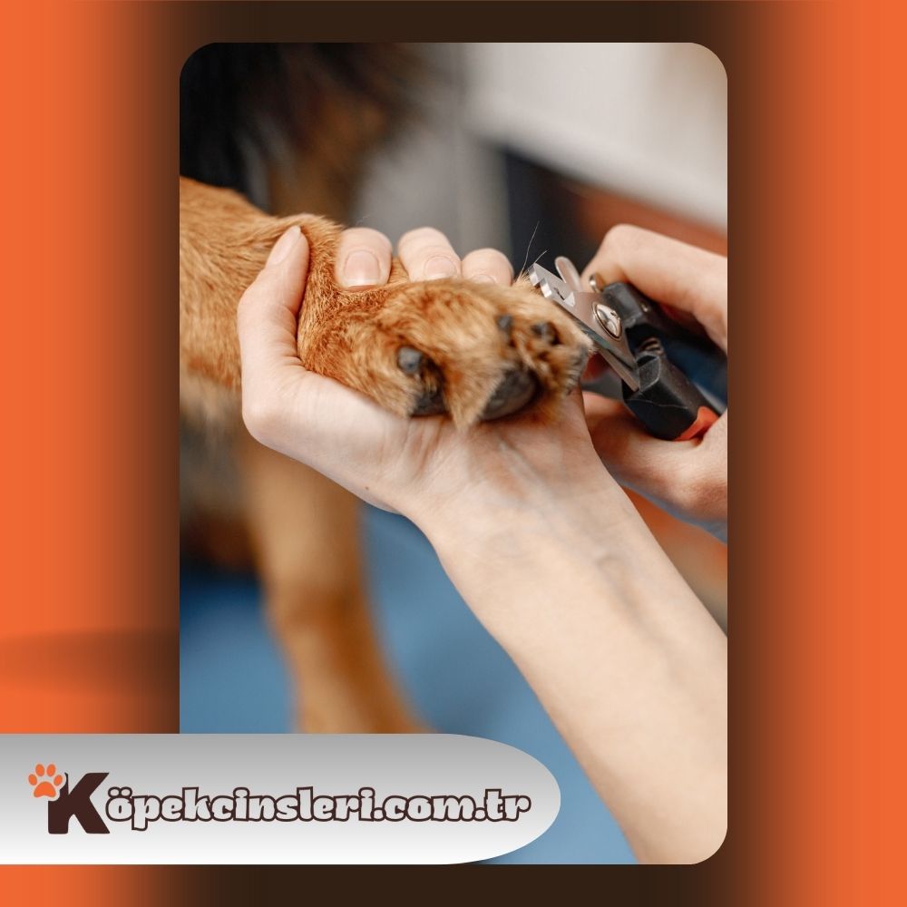 Köpeklerde Tırnak Kesimi