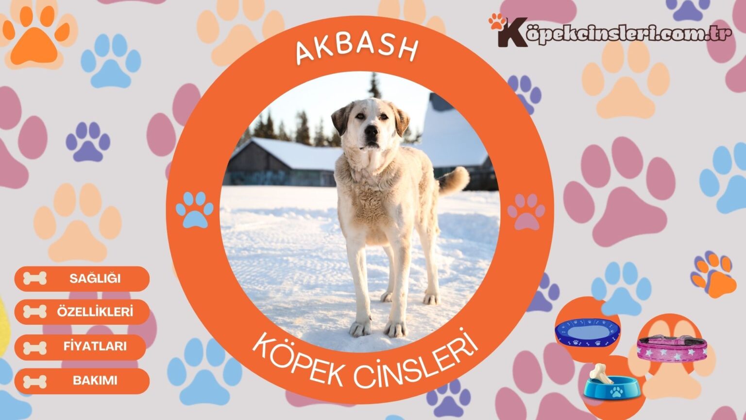 Akbaş Özellikleri, Bakımı ve Fiyatları