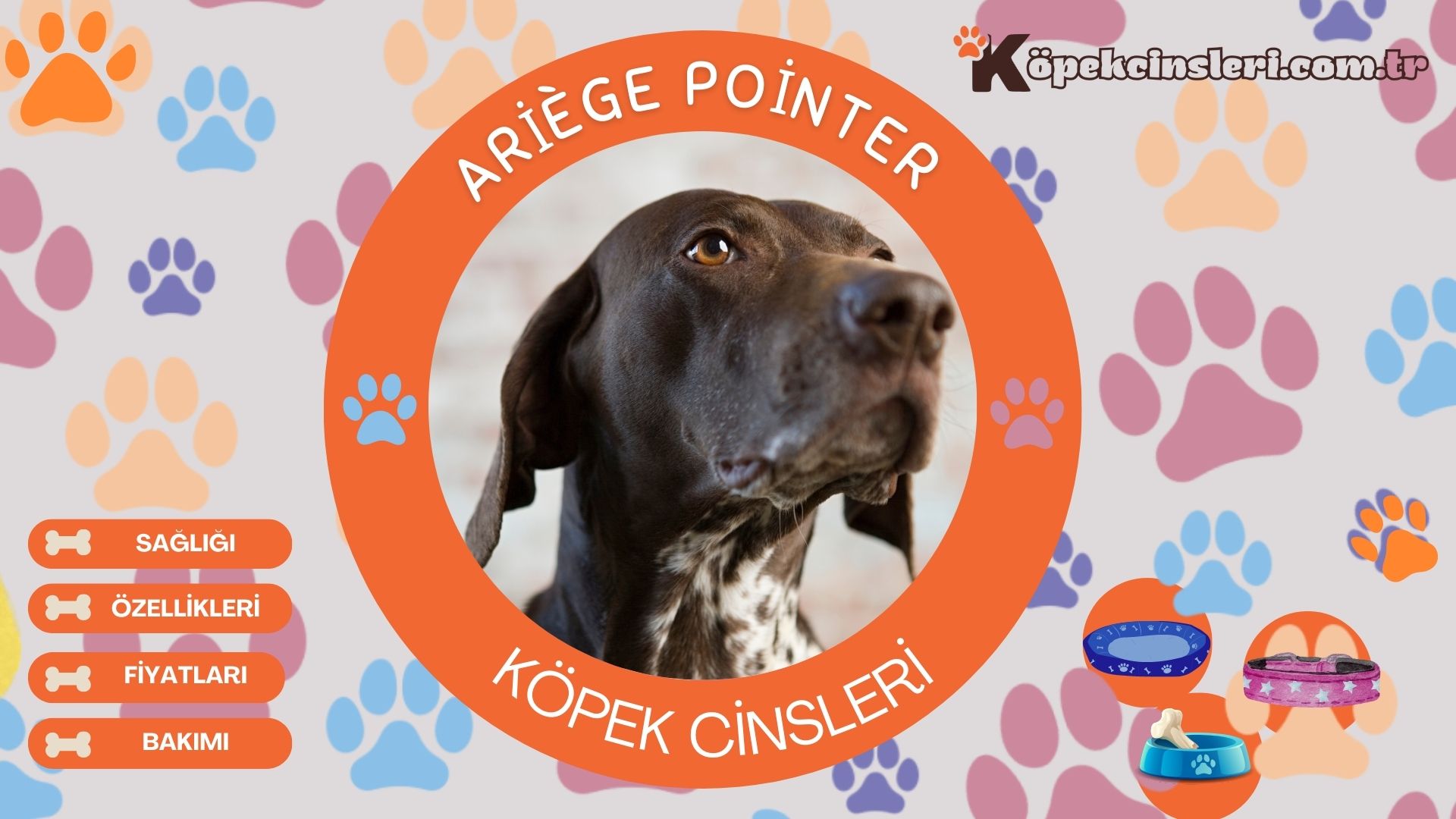 Ariege Pointer