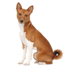 Basenji