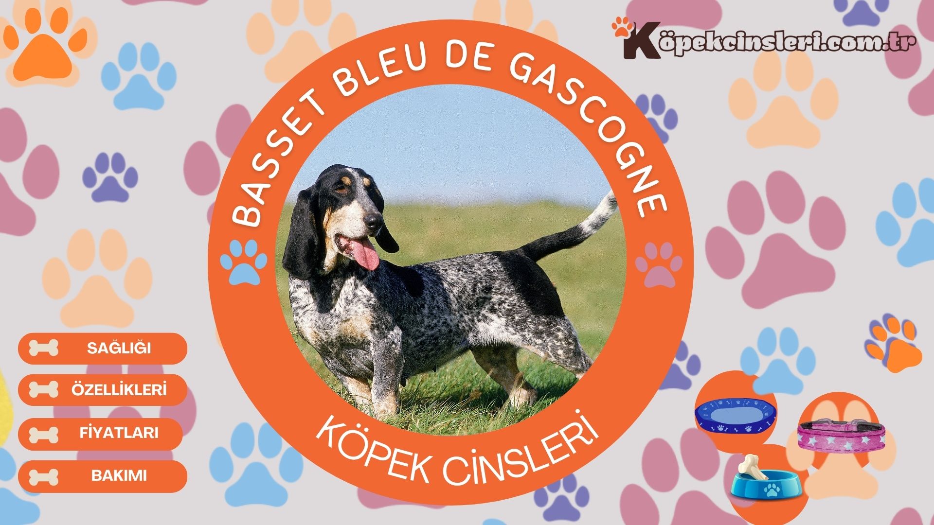 Basset Bleu De Gascogne 