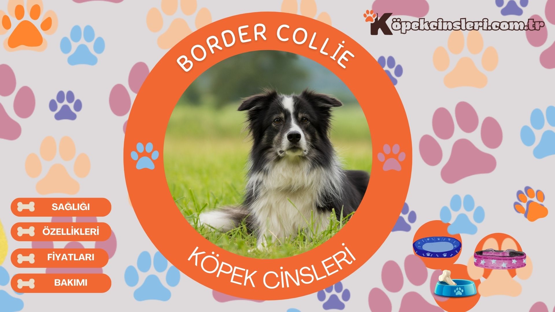 Border Collie