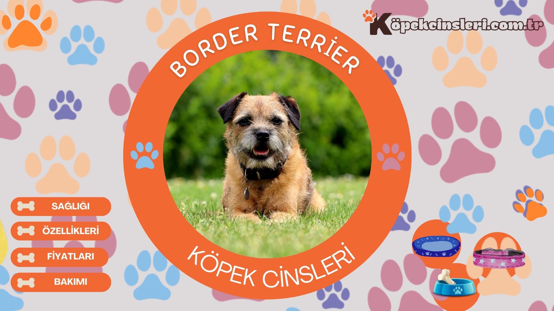 Border Terrier