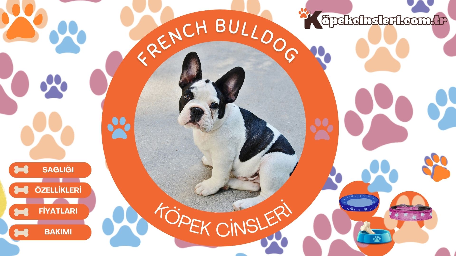 French Bulldog